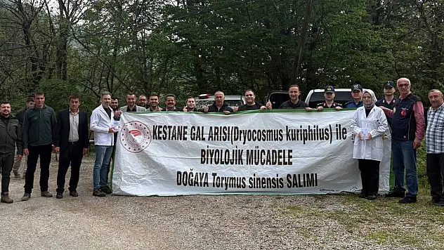 Torymus Sinensis'ler sahada
