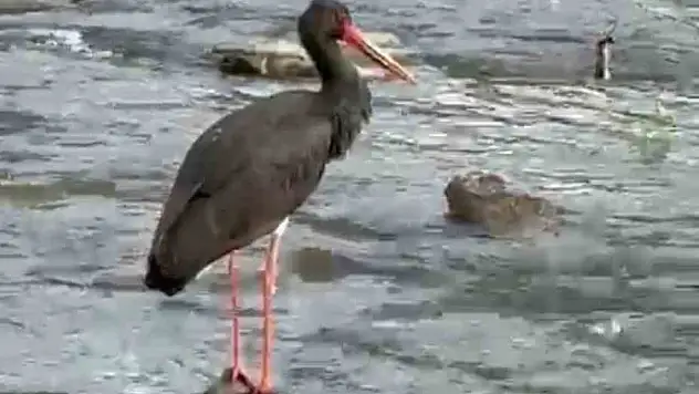 Türkiye'de nadir görülen kara leylek Karabük'te görüldü