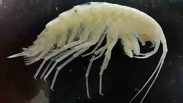 Yeni yangıç türü keşfedildi