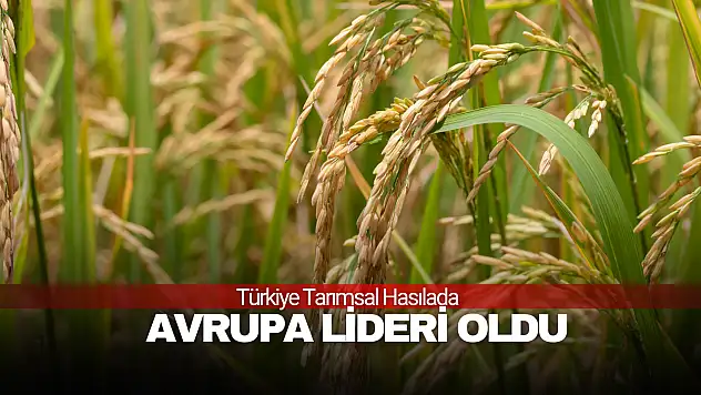 Türkiye Tarımsal Hasılada Avrupa Lideri Oldu