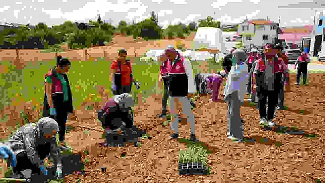 Üniversite serasında üretiliyor: Çiftçilerin geliri aromatik bitkilerle artacak