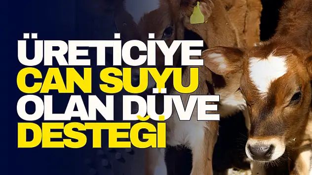 Üreticiye Can Suyu Olan Düve Desteği