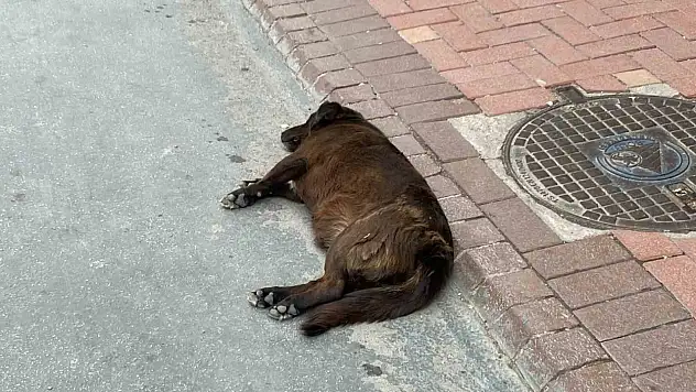Uzmanı uyardı: