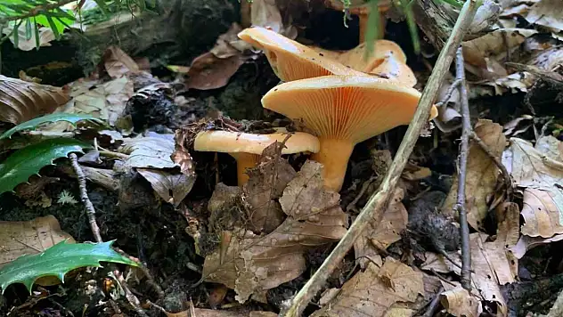 Yağışlarla birlikte artan doğada mantar dikkat