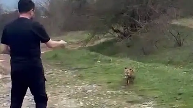 Yanına yaklaşan tilkiyi elleriyle besledi