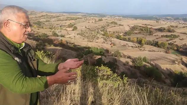 Yaralı halde bulunan bıldırcın, sağlığına kavuştu