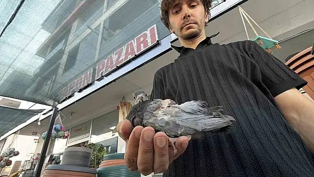 Yaralı kuşa esnaf şefkati