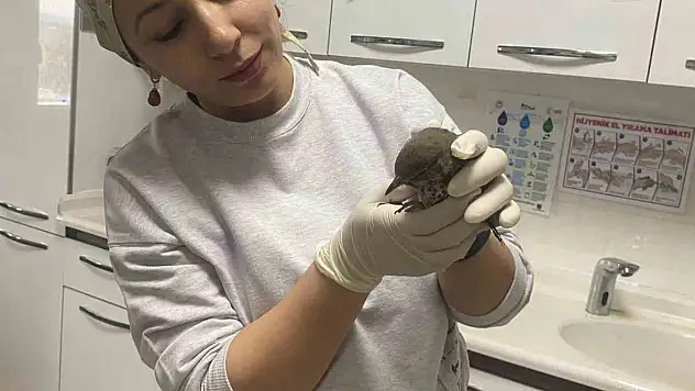 Yaralı kuşun tedavisi hastanede yapıldı