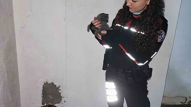 Yaramaz yavru kedi, apartman boşluğuna düştü