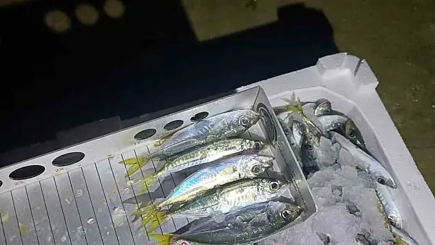 Yasal boy denetimi: Bin 845 kilo istavrite el konuldu