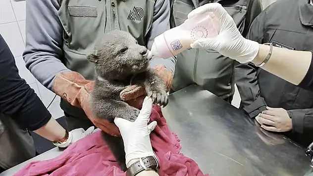 Yavru ayı 'Bulut'a özel bakım