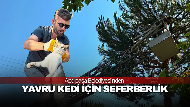 Yavru Kedi İçin Seferberlik