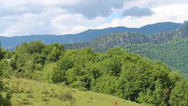 Yaylaların özgür ruhları yılkı atları havadan görüntülendi