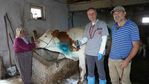 Yemek borusuna armut kaçan gebe inek, ameliyatla kurtarıldı