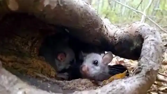 Yenice Ormanlarında 'Yediuyur' yavruları görüldü