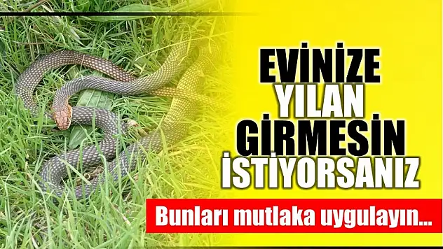 Yılanlara karşı alınabilecek önlemler