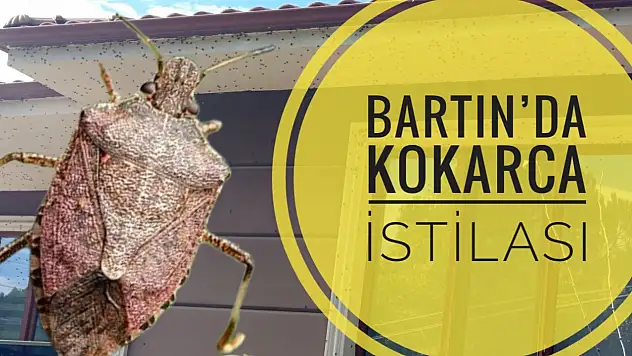 Yine geldiler ve çok daha fazlalar