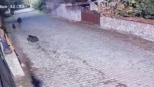 Yiyecek arayan ayılar güvenlik kamerasına yansıdı