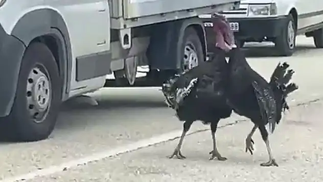 Yol ortasındaki hindi kavgası trafiği durdurdu