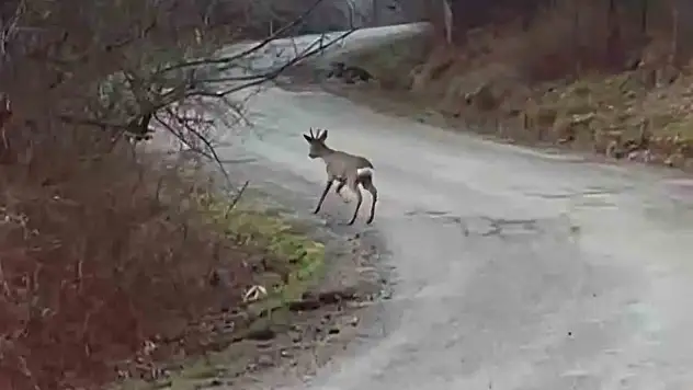 Yolunu şaşıran karaca yerleşim yerinde görüntülendi