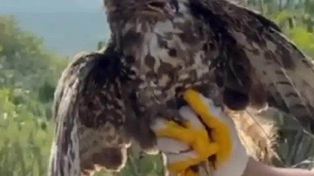 Yüksek gerilim hattına çarpıp felç geçiren kızıl şahin doğayla buluştu