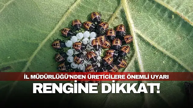 Yumurtaların Rengine Dikkat!