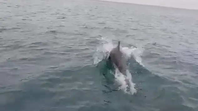 Yunuslar bota eşlik etti