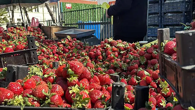 Zirai donun ardından pazarda çilek bolluğu