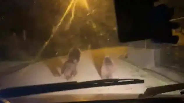 Zonguldak'ta aç kalan ayılar köye indi