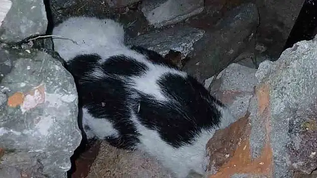 Enkazdan kurtarılan kedi tedavi altına alındı