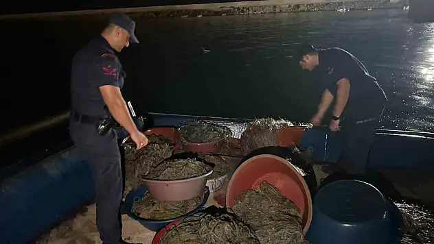 Zonguldak'ta kaçak kalkan avcılığına operasyon