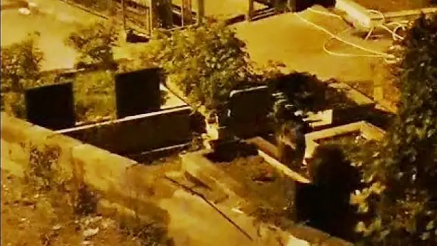 Zonguldak'ta mezarlıkta iki ayı yavrusu görüldü