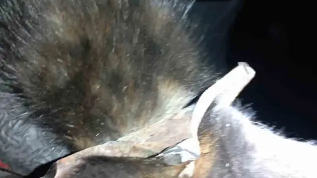 Zonguldak'ta yürekleri ısıtan kurtarma