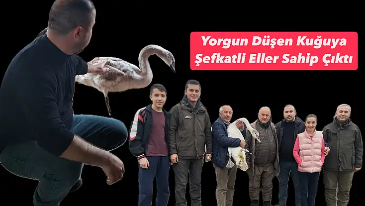 Bartın’da kuğu sürprizi