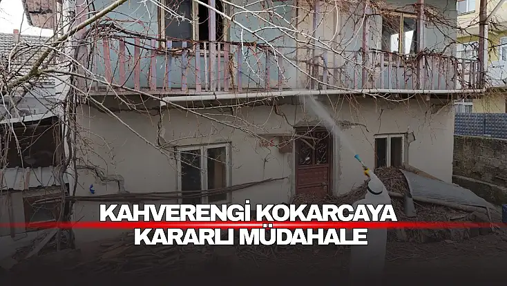 Kahverengi Kokarcaya Kararlı Müdahale