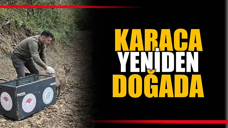 Yaralı karaca tedavi edildi