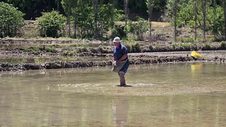 Beyaz Altın çeltik ekiminde sona yaklaşıldı