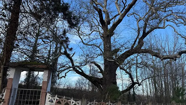 300 yıllık çivisiz cami ve koruma altındaki ağaç, ziyaretçilerini bekliyor