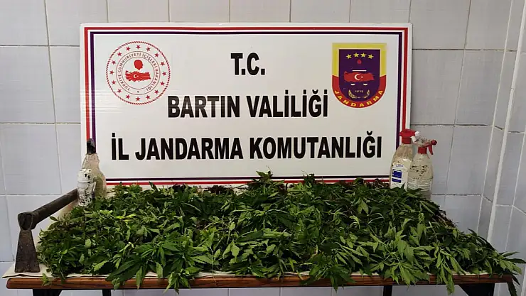 327 kök Hint keneviri ele geçirildi