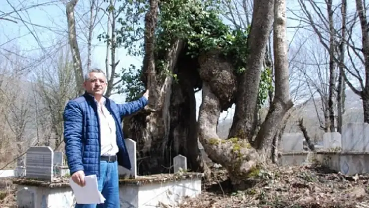 350 yıllık çınar ağacında Allah lafzı
