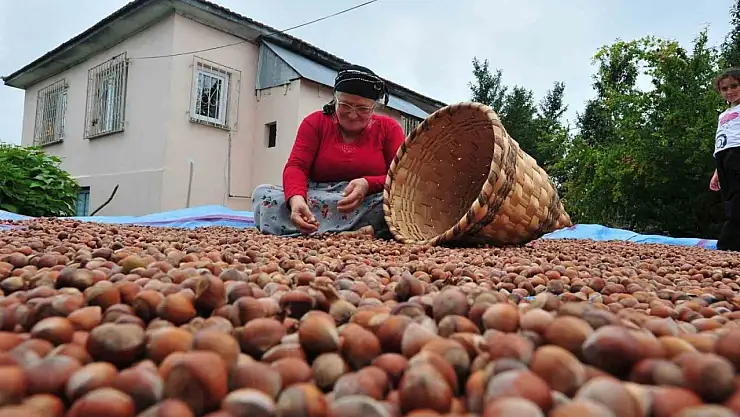 AB ülkelerine 12 bin 851 ton fındık gönderildi