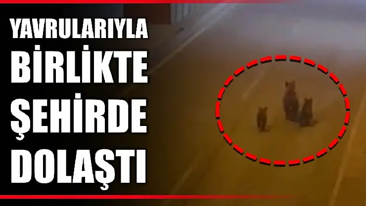 Anne ayı yavrularıyla şehir turu attı