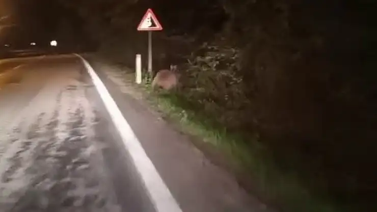 Aç kalan ayılar yollara düştü