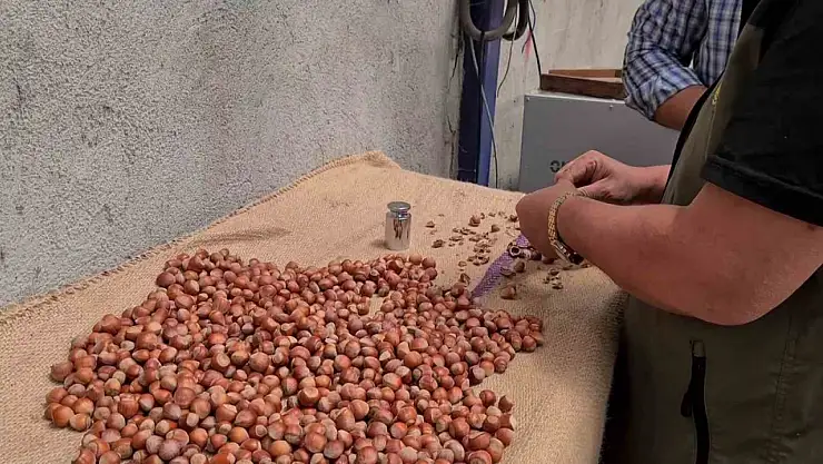 Alaplı'da fındık hasat tarihleri belli oldu