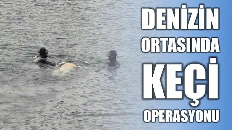 Amasra'da keçi paniği