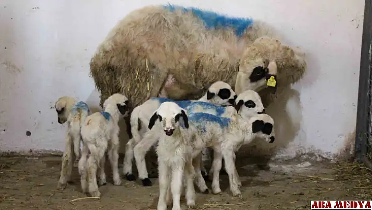 Amasya'da koyun altız yavruladı