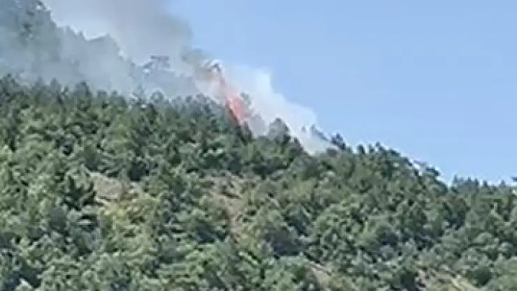 Ankara'da orman yangını çıktı