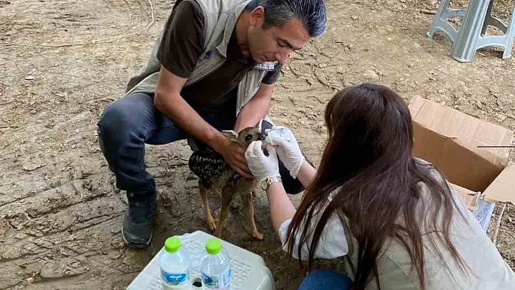 Yavru karacaya ekipler sahip çıktı