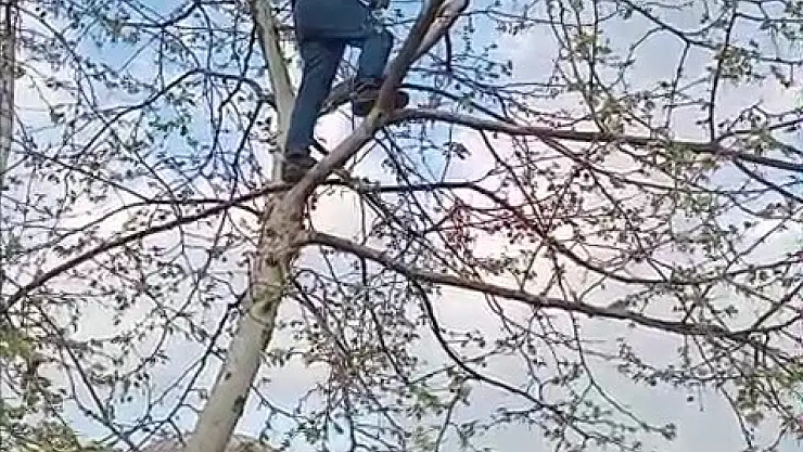 Ayakları ipe dolanan güvercini vatandaş kurtardı