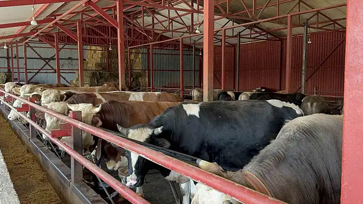 Bakanlıktan aldığı destekle hayvan sayısını 4'e katladı
